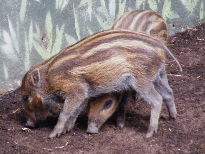 Two Warty Pig sniffing the ground 