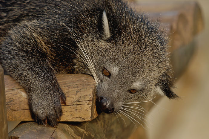 Binturong gnawing wooden bridge 