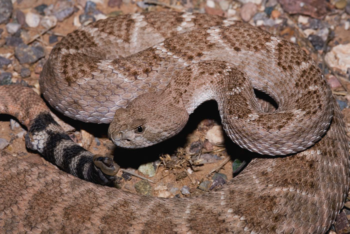 Western Diamondback Rattlesnake lying on the ground 