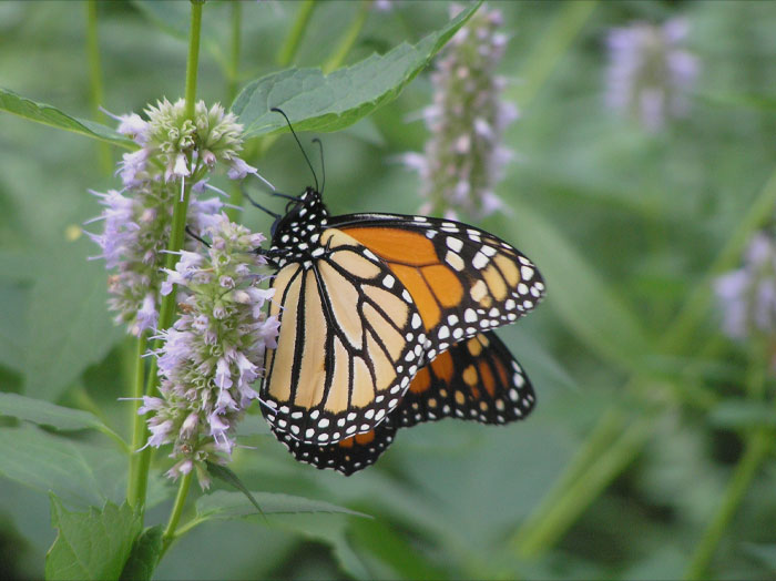 Monarch Butterfly ont he mint 
