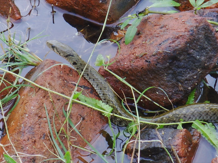 Oriental Ratsnake between rocks 