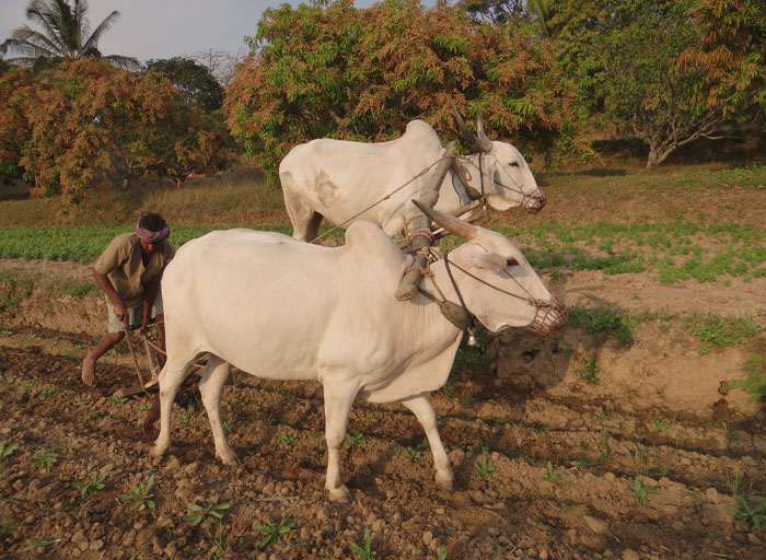Peron plowing the field with Bullocks