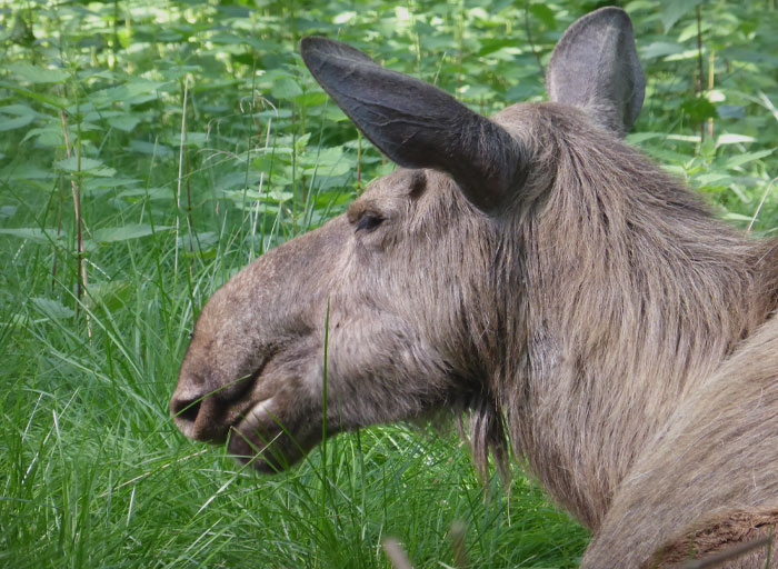 Alces Alces lying on the grass 