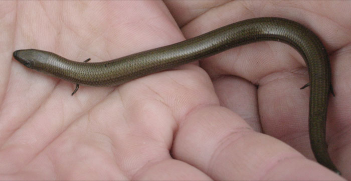 Person holding Italian Three-Toed Skink