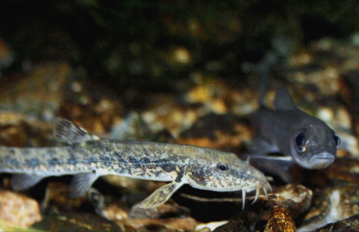 Stone Loach swimming underwater 