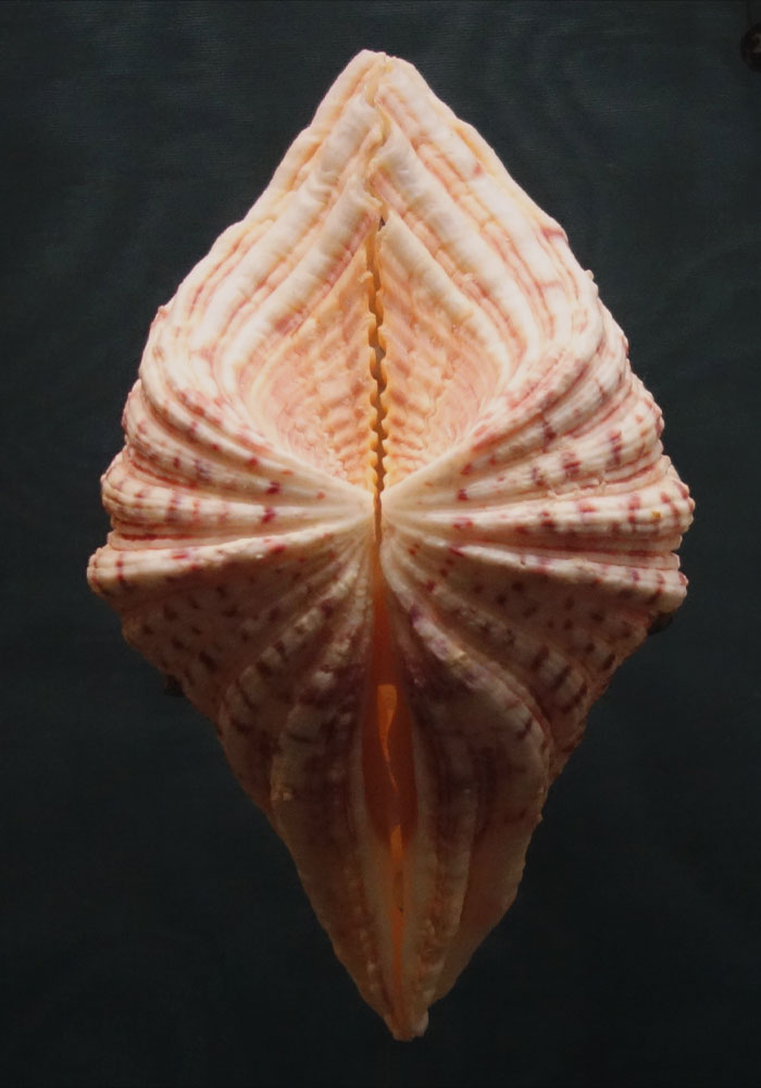 Pink and orange Bear Paw Clam