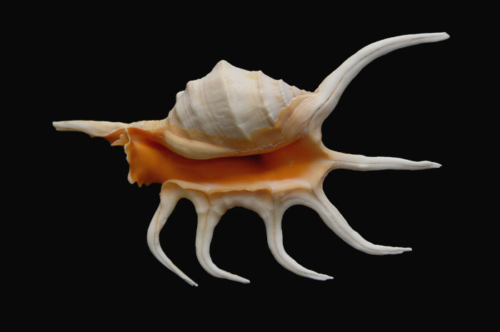 White and orange Orange Spider Conch