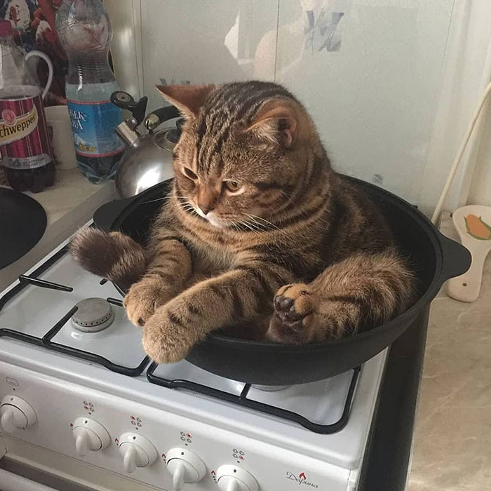 Derpy Cat On A Pan