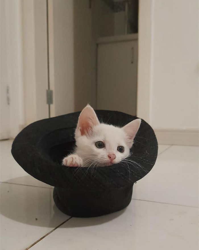 My Brother's Kitten. Found Inside A Bin During A Storm With Her Sister