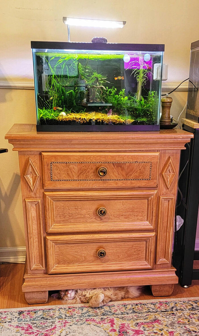 He Barely Fits, But He Insists