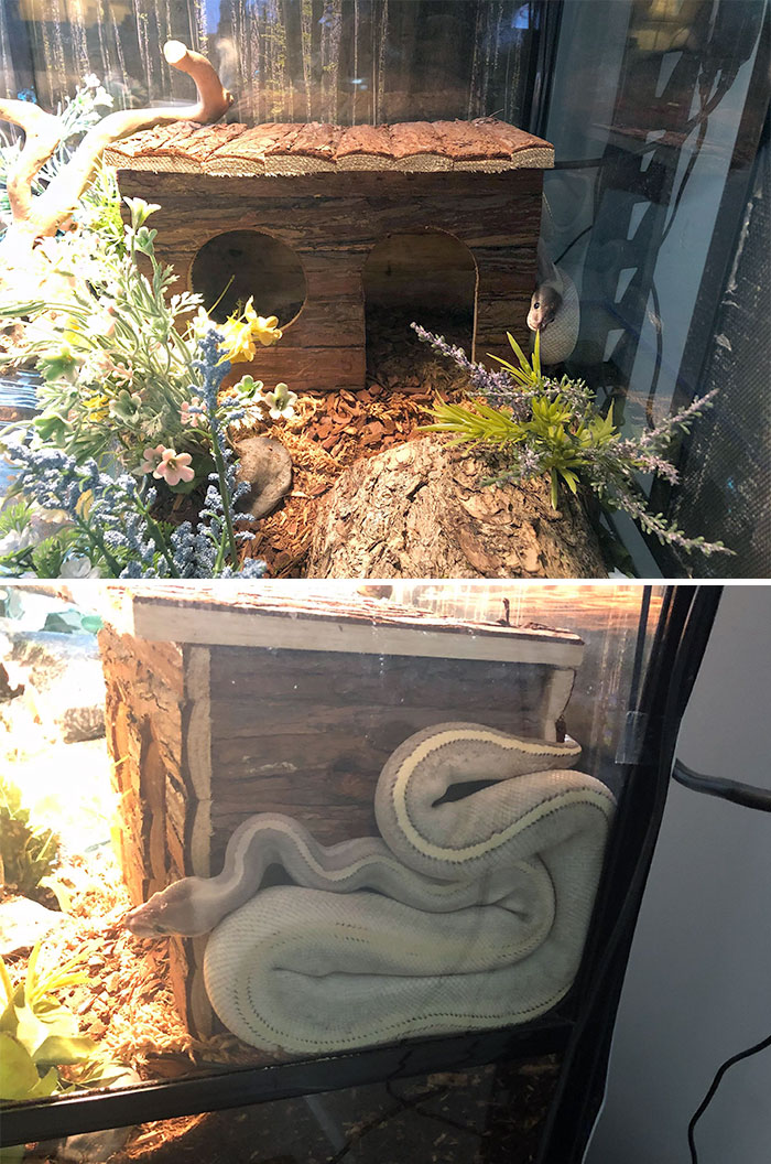 "Hey, I Love This New Hide You Got Me. It Fits Perfectly." Snakes