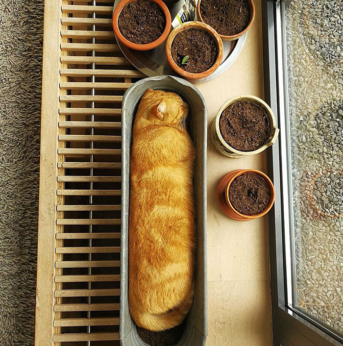 Cat Baguette