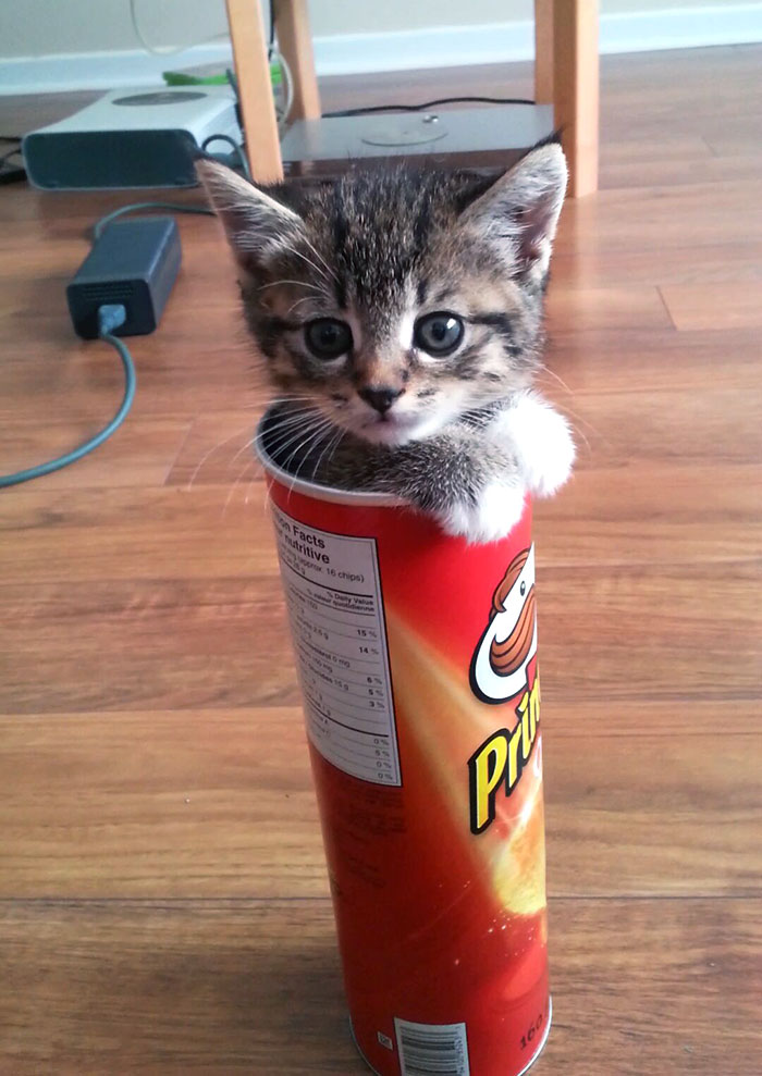 Chippy Living Up To Her Name