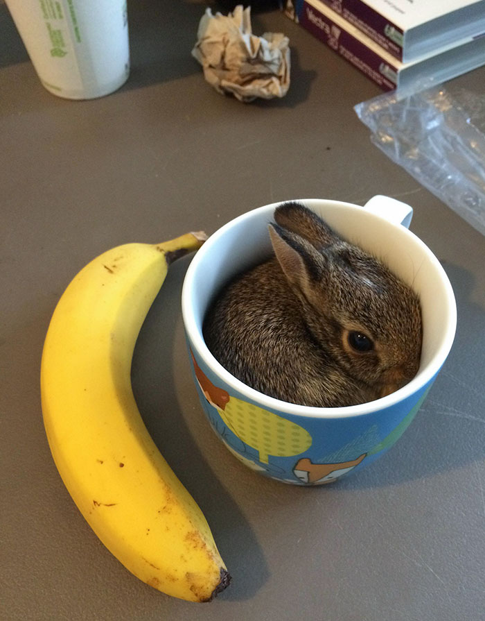 Banana. Bunny In A Cup For Scale. That Is All