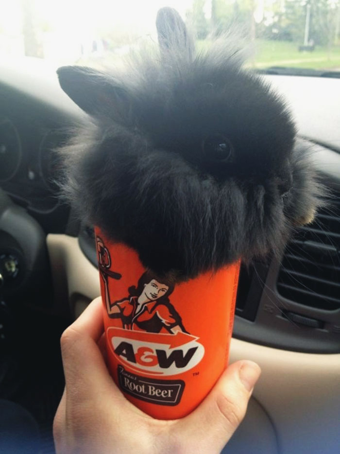 Bunny In A Cup