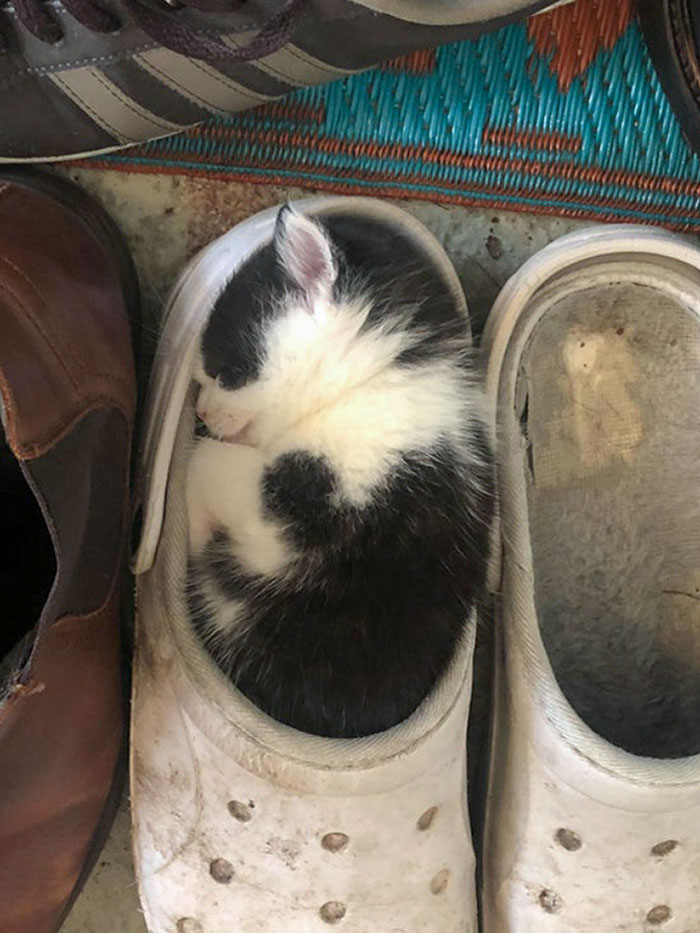 Poor Kitten Eaten Alive By A Croc