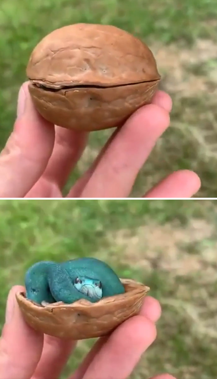 The Most Compact Snake