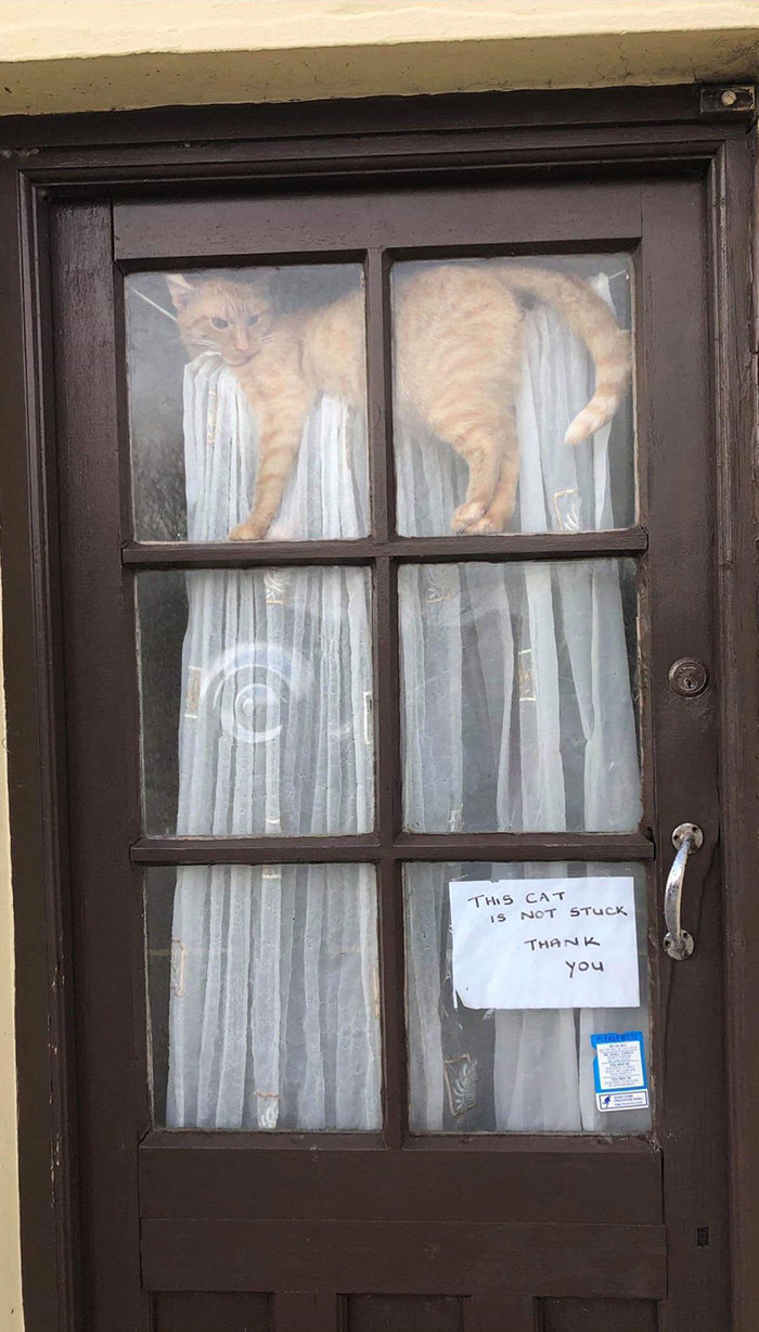 "This Cat Is Not Stuck"