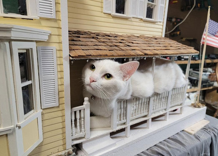 Winston Chillin' On The Front Porch