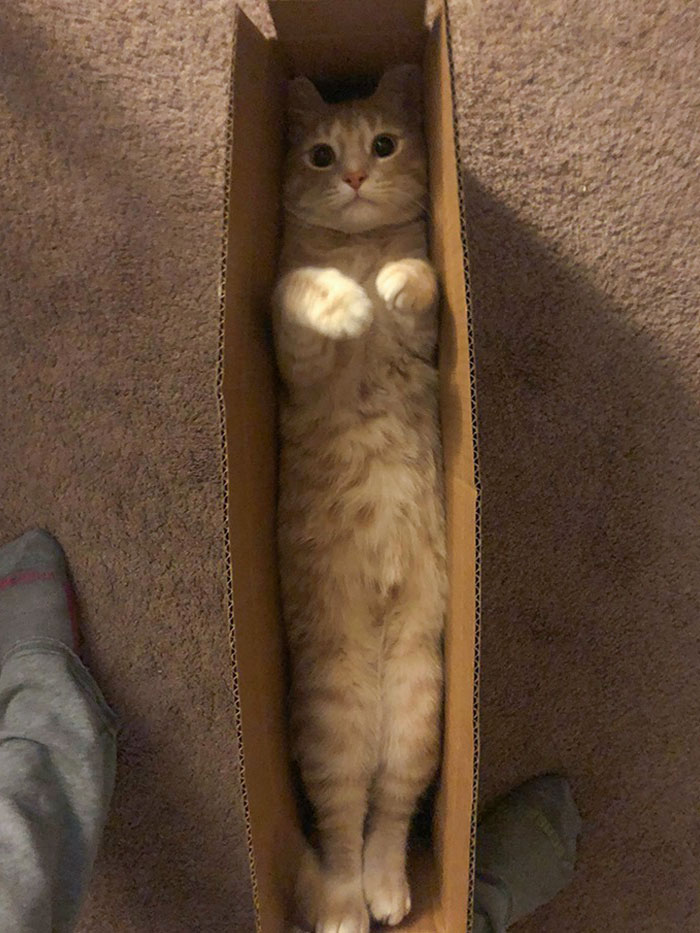 When Your Cat Arrives In The Mail