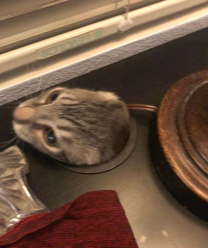 I Didn’t Know He Could Fit In There And He Scared The Life Out Of Me