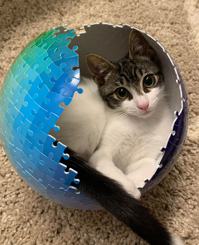 Took A Bathroom Break After 5 Hours Of Building This Puzzle And Came Back To This