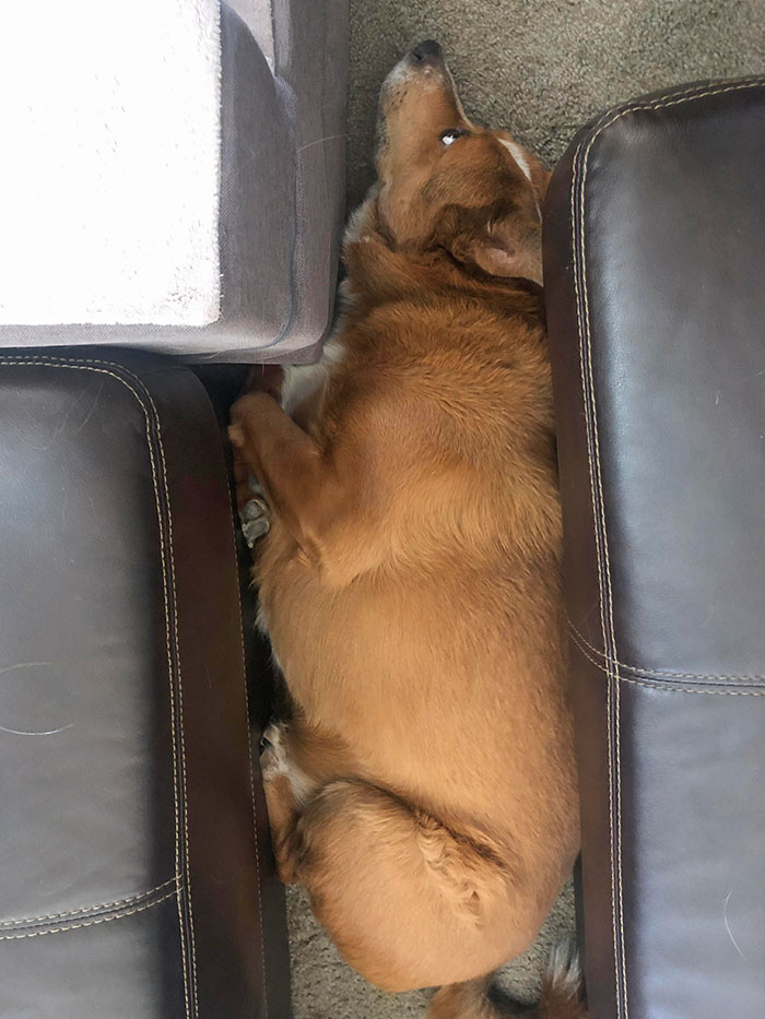 If I Fits, I Sits. Dog Version