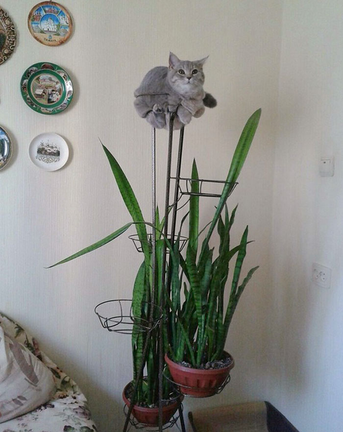 Don't Ask Questions. I Am Plant