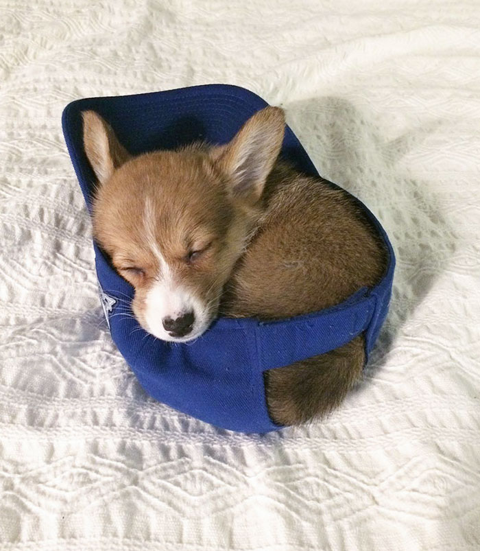 Snoozin' In Dads Hat