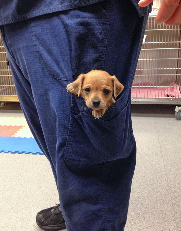 Pocket Puppy