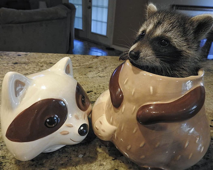 The Cookie Jar Bandit