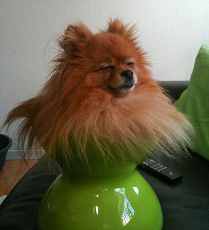 If It Fits, It Sits. Dog Style