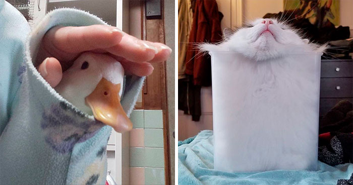 45 Animales que dijeron «si quepo, me siento», y está documentado