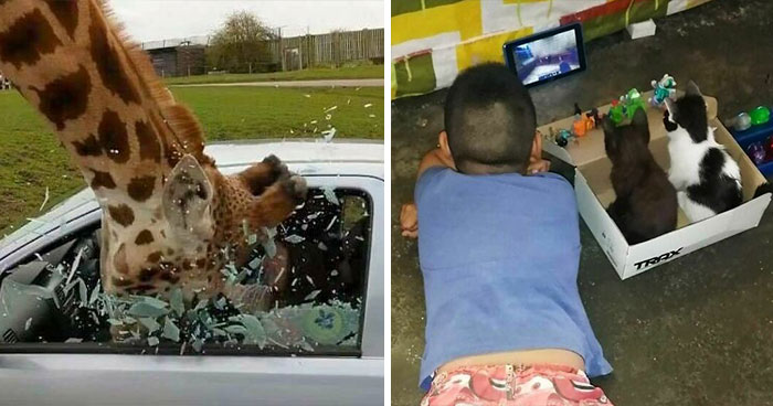 50 Fotos absurdas de animales que plantean más preguntas de las que responden (nuevas fotos)