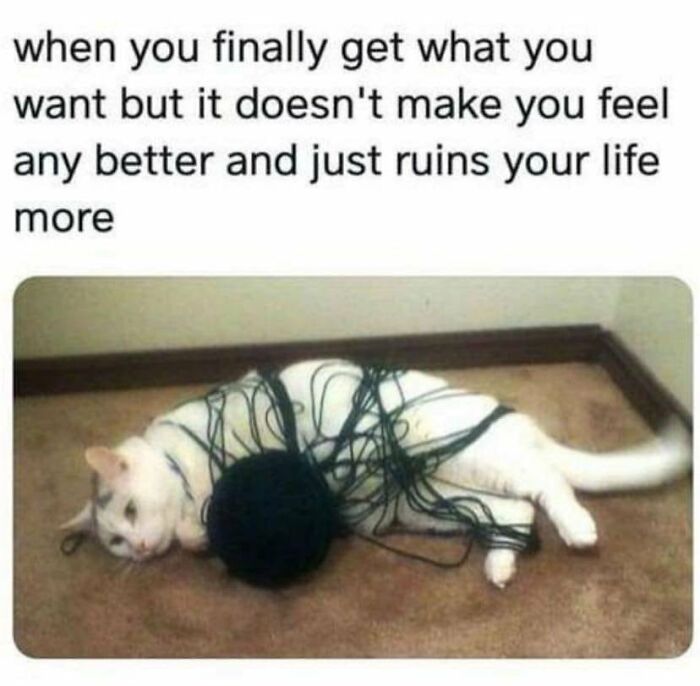 Funny-Cat-Pics-Memes