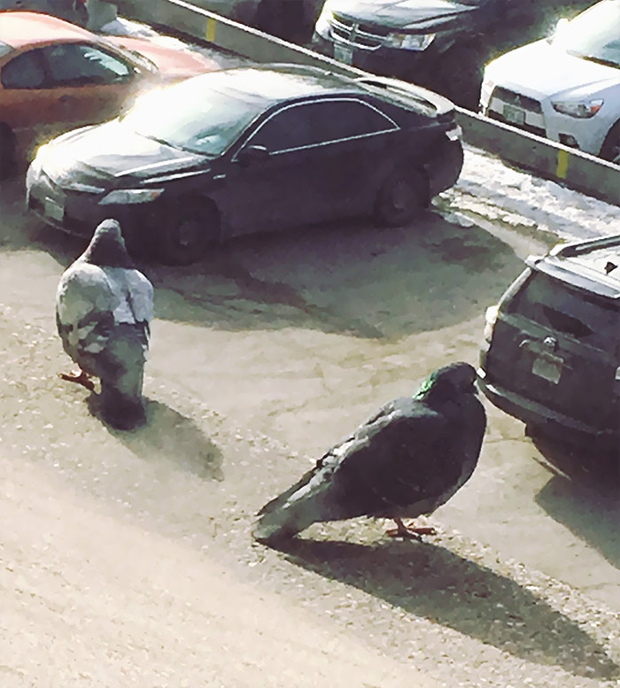 Pic Of Two Plump Pigeons Perched On The Ledge But Ended Up Getting A Picture Of Two Massive Pigeons Looking For Their Car