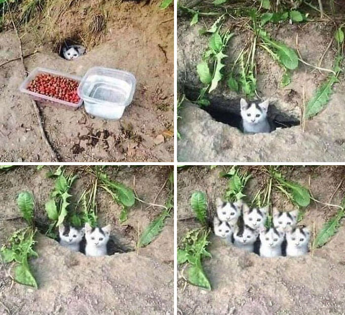 Y todos los gatitos aplaudieron por sus habilidades de diseño gráfico