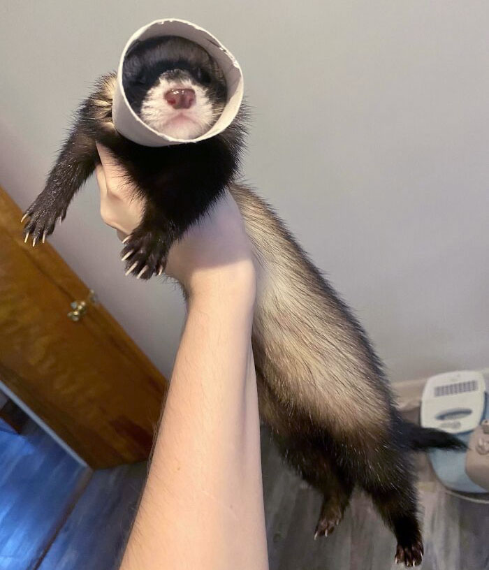 My Ferret, Noodle vs. Toilet Paper Roll. Toilet Paper Roll Won