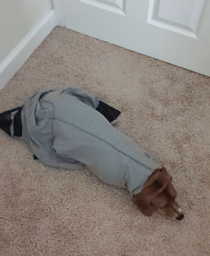 Roper Got Himself Stuck In Some Pants Last Night. We Rescued Him When We Woke Up