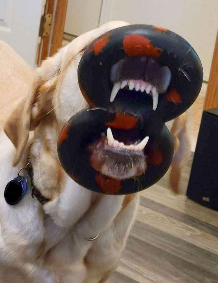 My Wife's Guide Dog Likes To Get His Nose Stuck In His Figure 8 Toy. We Help Him Get It Off An 5 Seconds Later It's Stuck Again