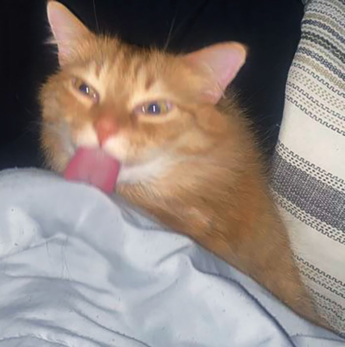 Sometimes Oliver Likes To Help With The Laundry. By That, I Mean He “Cleans” The Blanket And Gets His Tongue Stuck