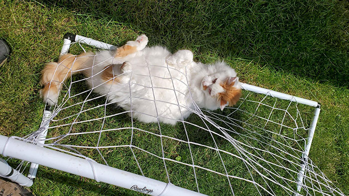 Our Cat Is A Moron. Yes, He's Stuck. No, It's Not The First Time