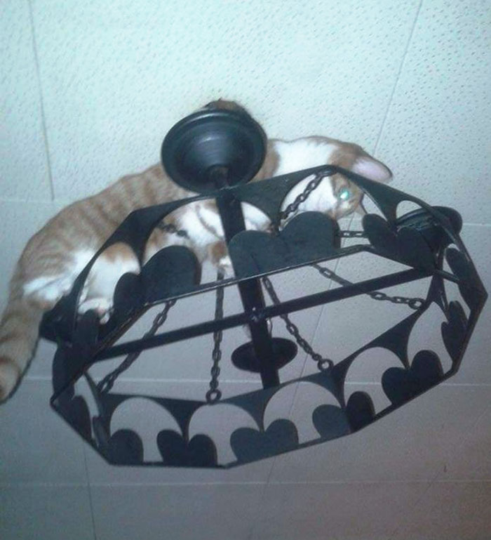 To This Day, I Still Have No Idea How He Managed To Get Himself Stuck Up There. 10 Seconds After This Picture Was Taken, He Came Down With A Lamp