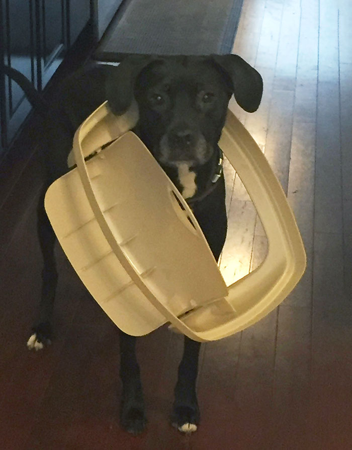 Someone Got Their Head Stuck While Trying To Sneak Some More Food. Caught Red-Handed