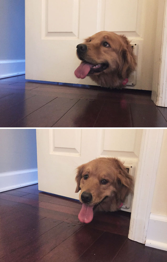 My Dog Got Her Head Stuck In A Cat Door. Don't Worry She's Out Now