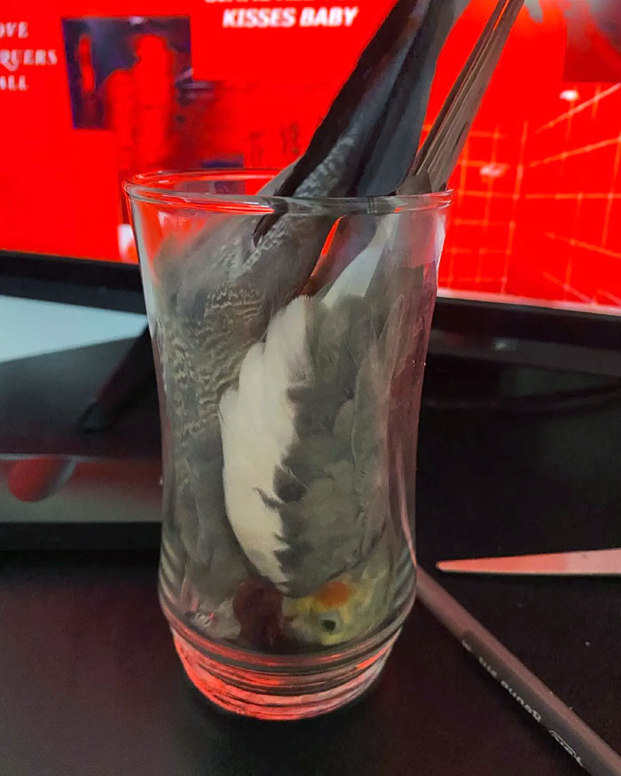 Today This Happened. Not Sure What The Thought Process Was Here, But I’m Assuming He Wanted A Sip Of Lemonade