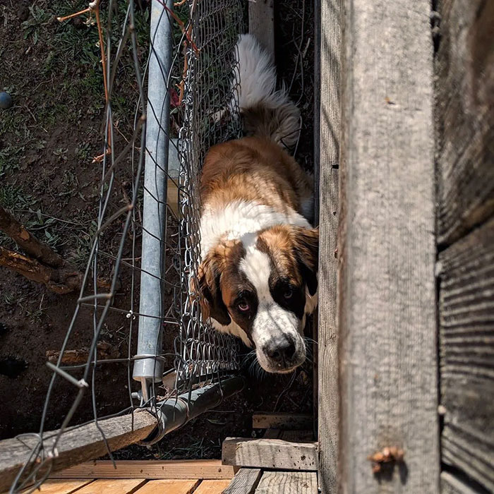 I Have A Habit Of Getting Stuck Between These Two Fences In Our Backyard. Dad Thought He Was Going To Have To Call The Fire Department One Day To Get Me Out