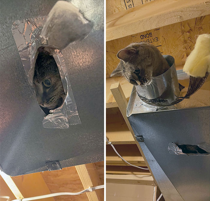 Got Stuck In The Vent Took Us A While To Figure Out How She Was Meowing In The Whole House 