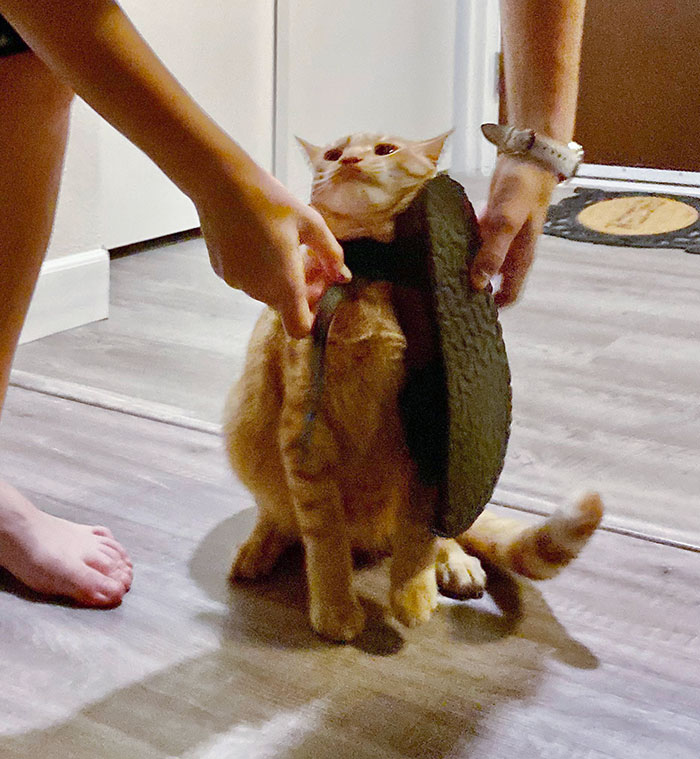 Sandals Are His Favorite Toy. Until He Gets Stuck And I Have To Save Him