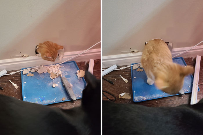 Had To Rescue My Kitty When He Got Into The Ceiling Then Fell Down The Interior Wall And Got Stuck Under The Stairs